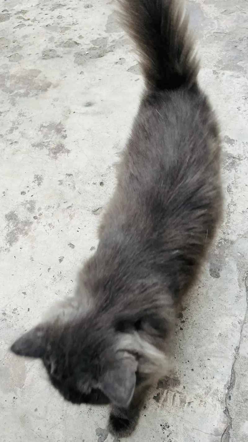 Female Persian friendly cat ‍ — photo 3