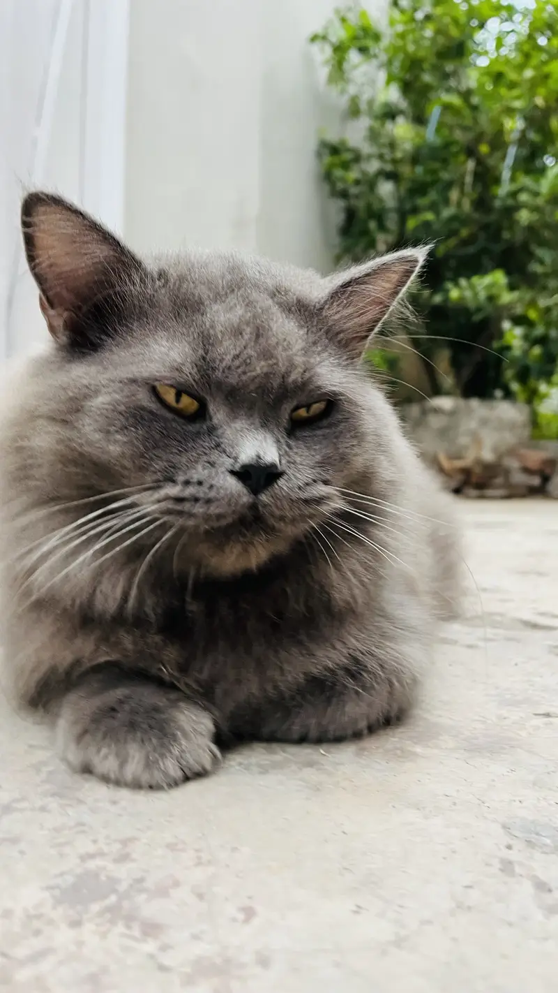Female Persian friendly cat ‍ — photo 4