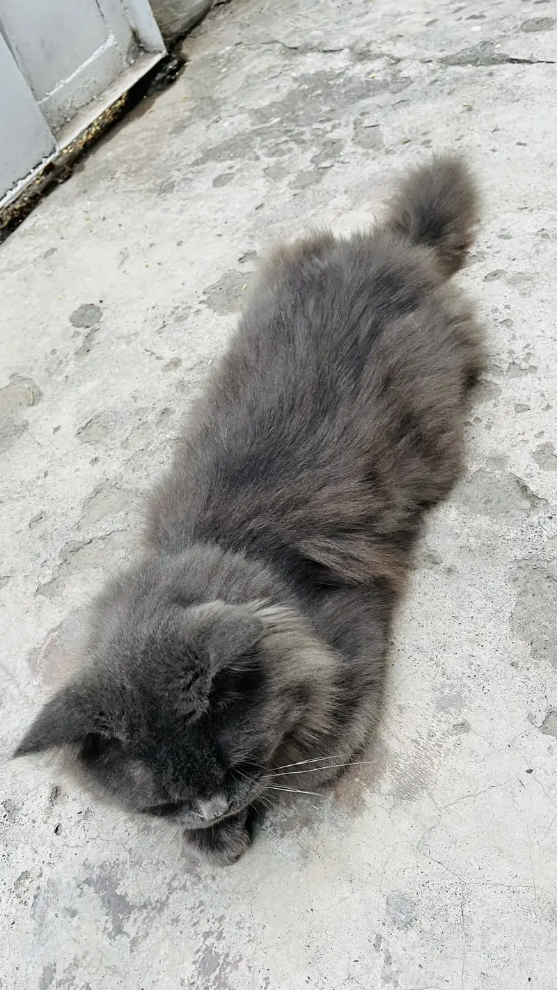 Female Persian friendly cat ‍ — photo 5