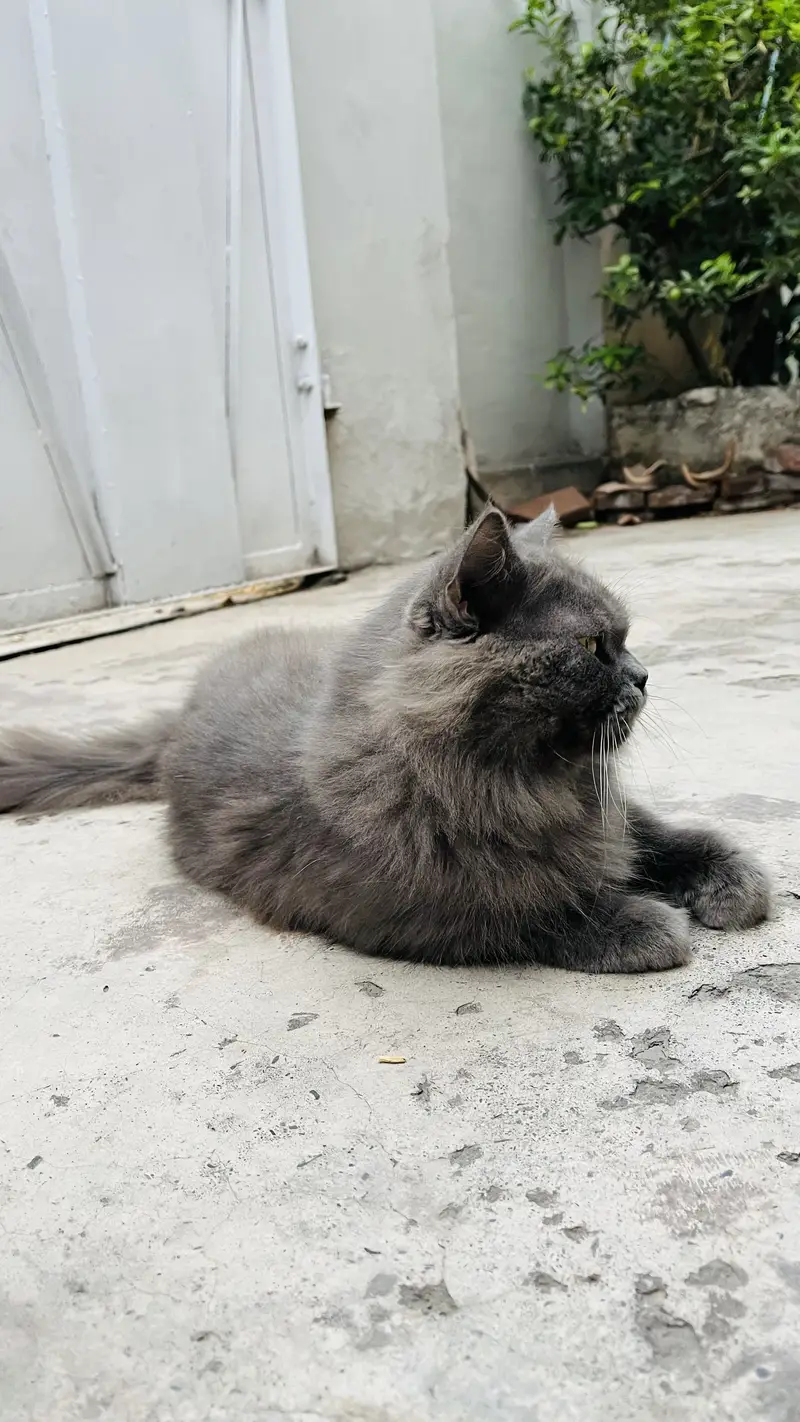 Female Persian friendly cat ‍ — photo 6