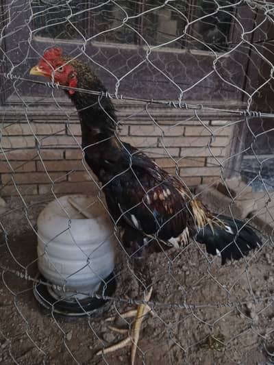 Aseel jawa patha for sale