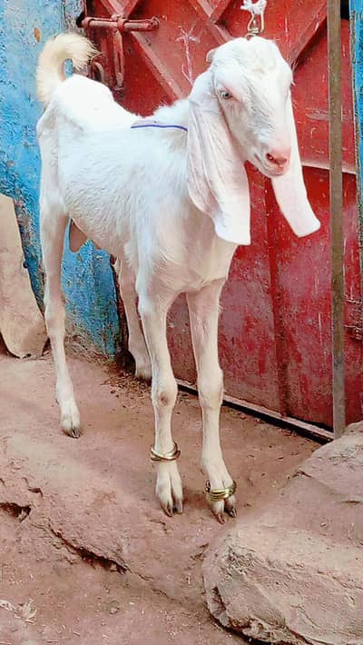2 bakra 2 bakri dud wali urgent sale