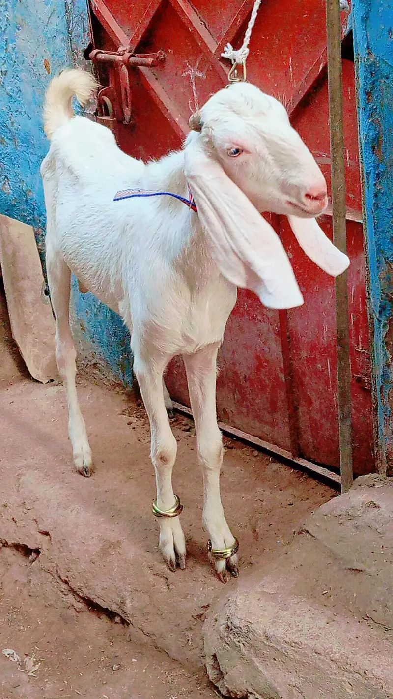 2 bakra 2 bakri dud wali urgent sale — photo 2