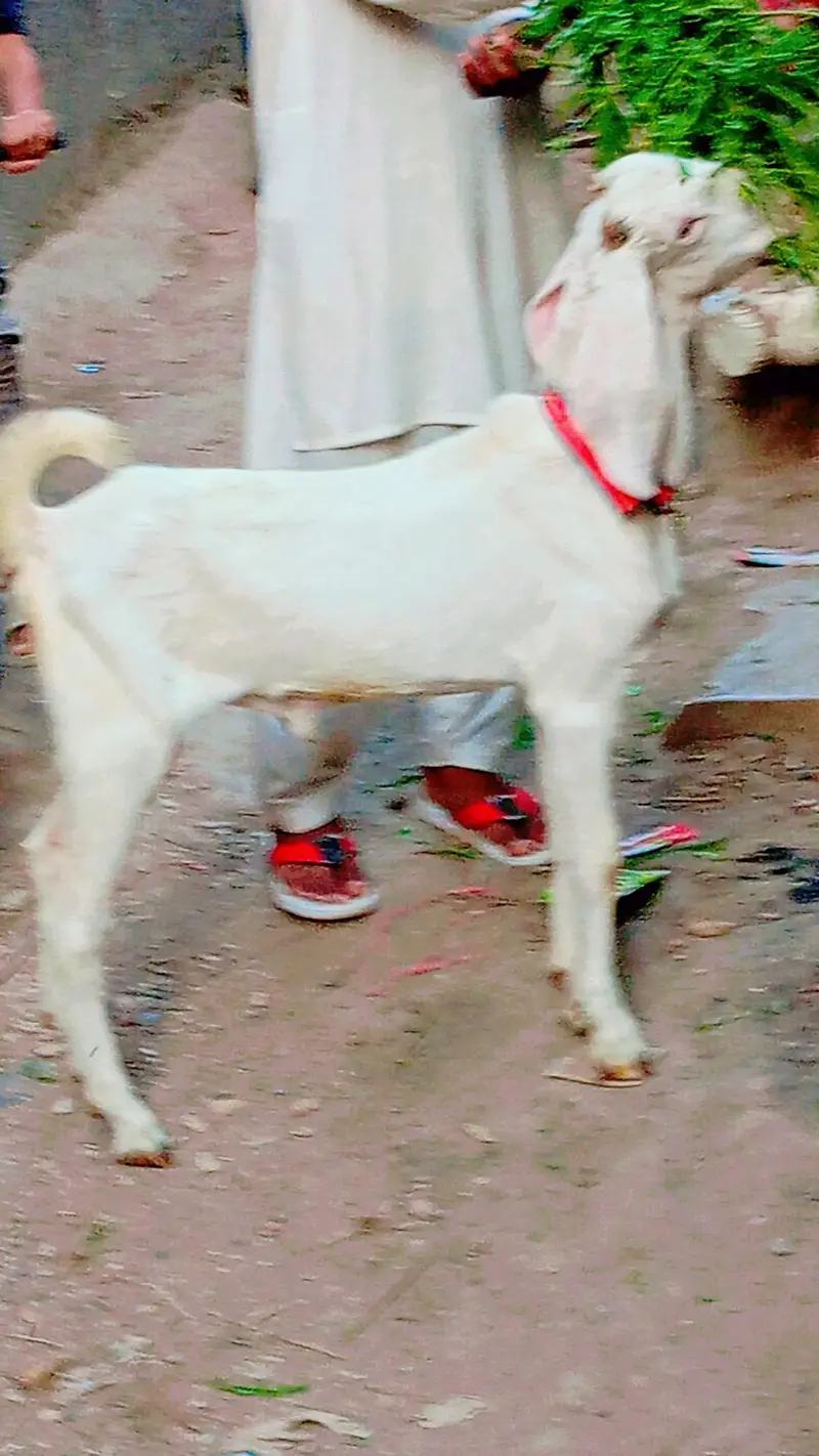 2 bakra 2 bakri dud wali urgent sale — photo 3