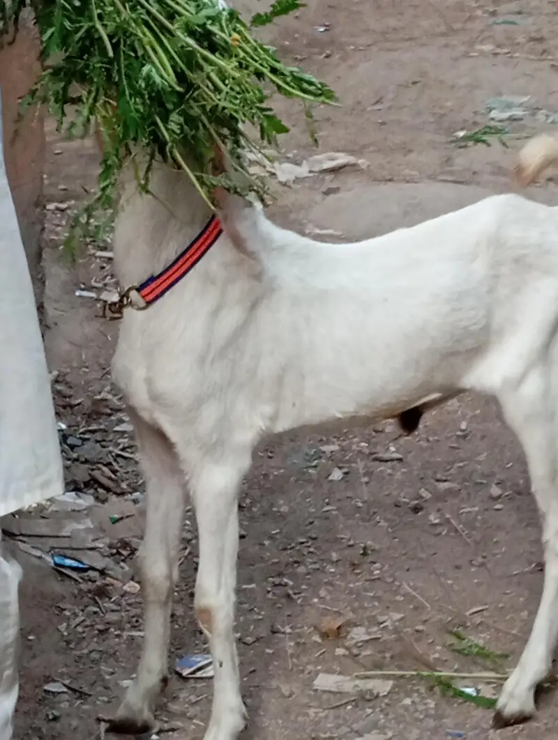 2 bakra 2 bakri dud wali urgent sale — photo 4