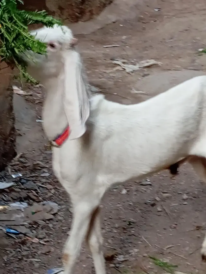 2 bakra 2 bakri dud wali urgent sale — photo 5
