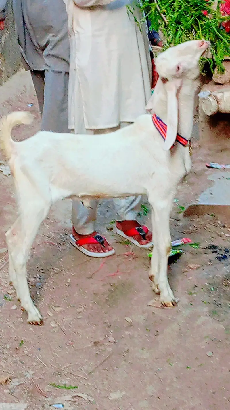 2 bakra 2 bakri dud wali urgent sale — photo 6