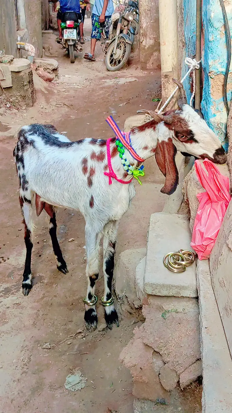 2 bakra 2 bakri dud wali urgent sale — photo 7