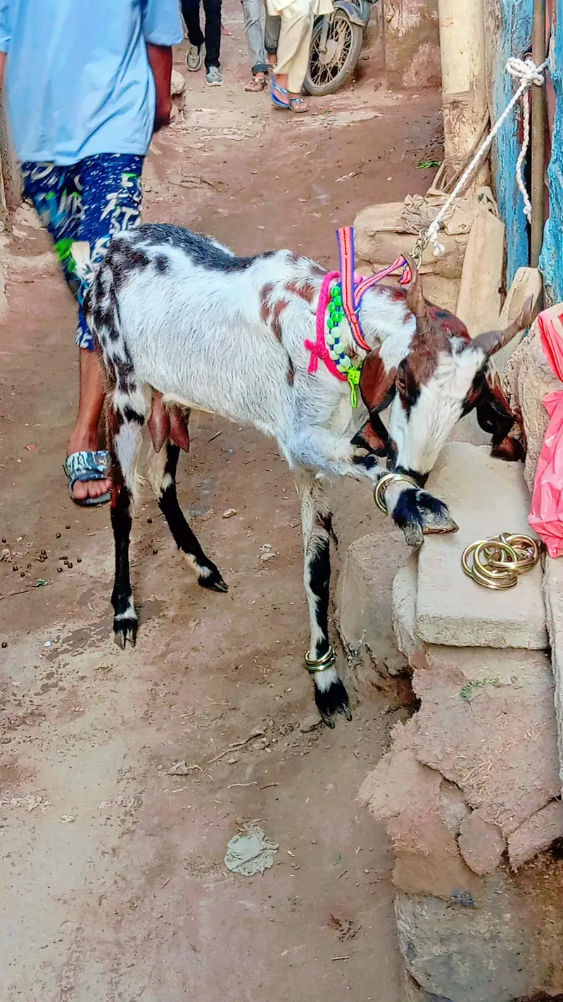 2 bakra 2 bakri dud wali urgent sale — photo 8
