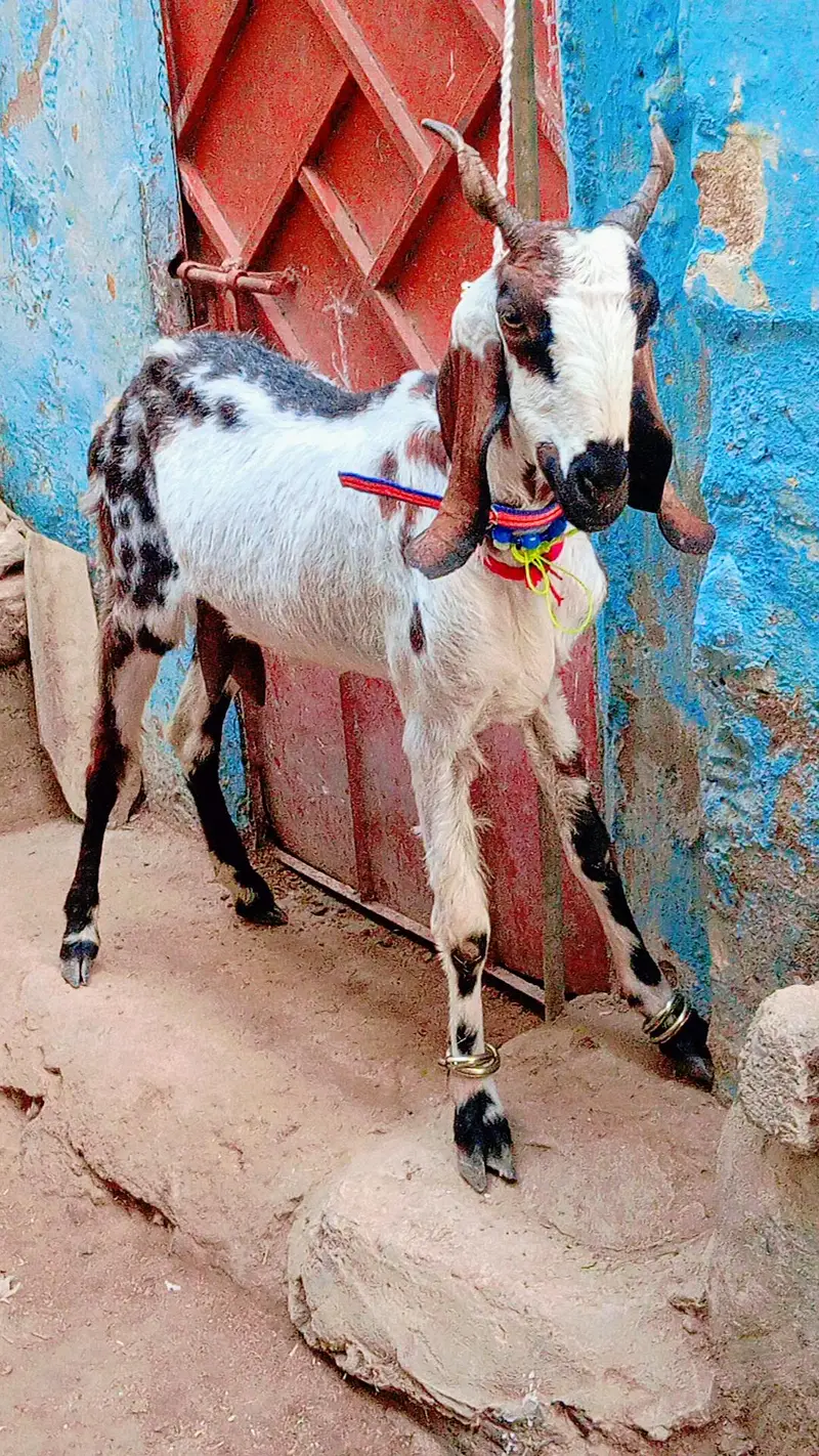 2 bakra 2 bakri dud wali urgent sale — photo 9