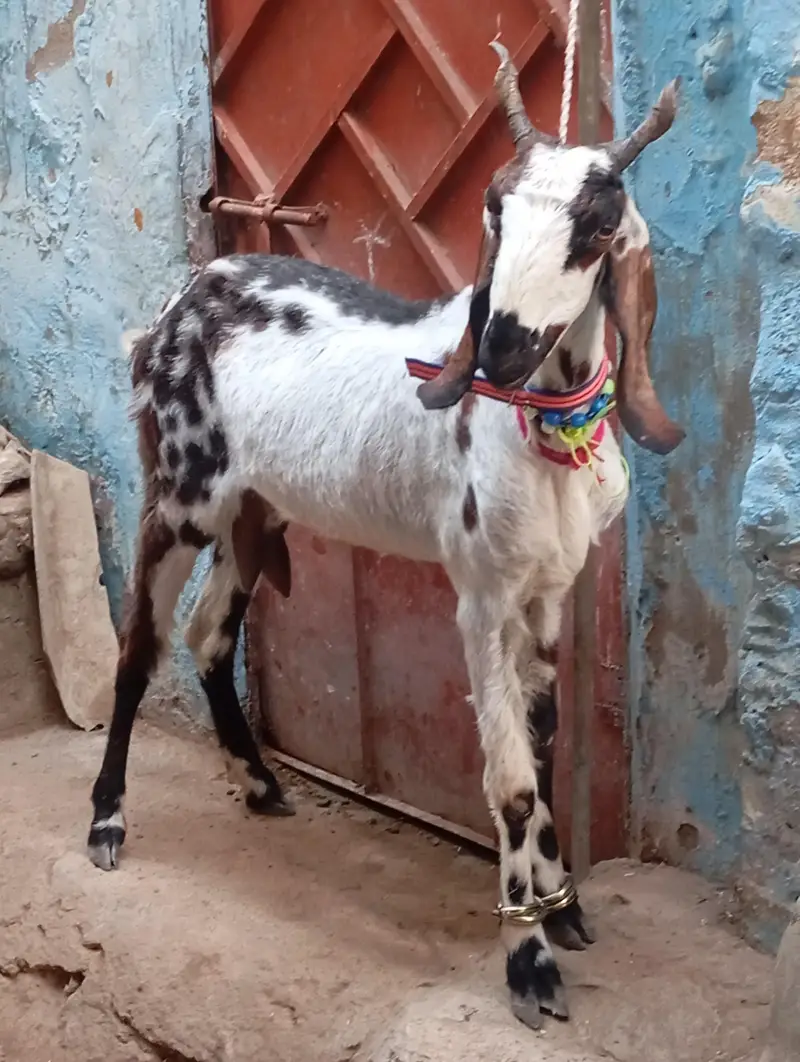 2 bakra 2 bakri dud wali urgent sale — photo 10