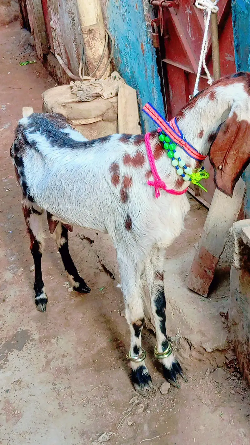 2 bakra 2 bakri dud wali urgent sale — photo 11