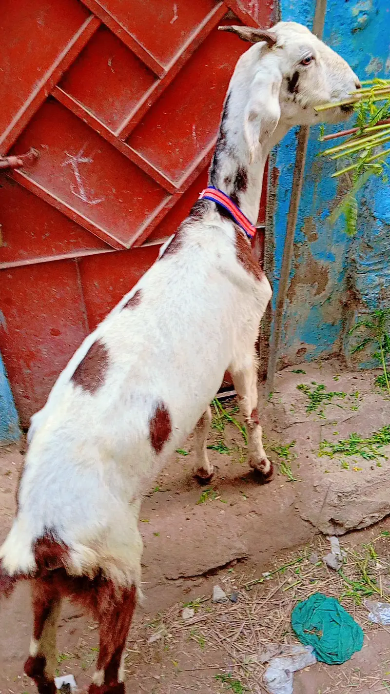 2 bakra 2 bakri dud wali urgent sale — photo 12