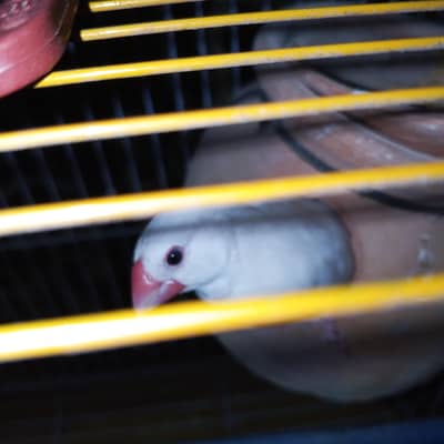 jawa finches