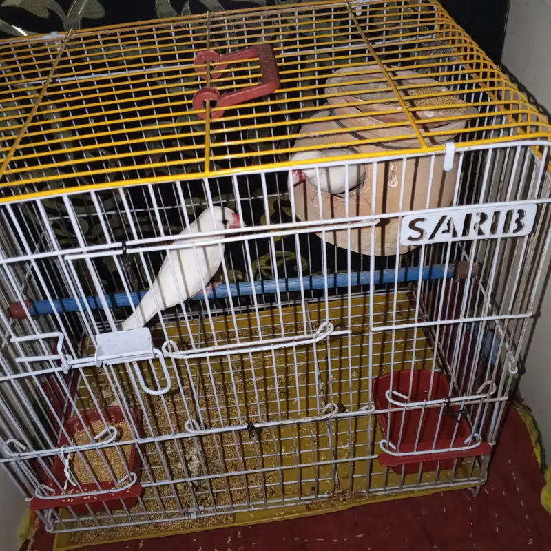 jawa finches — photo 2
