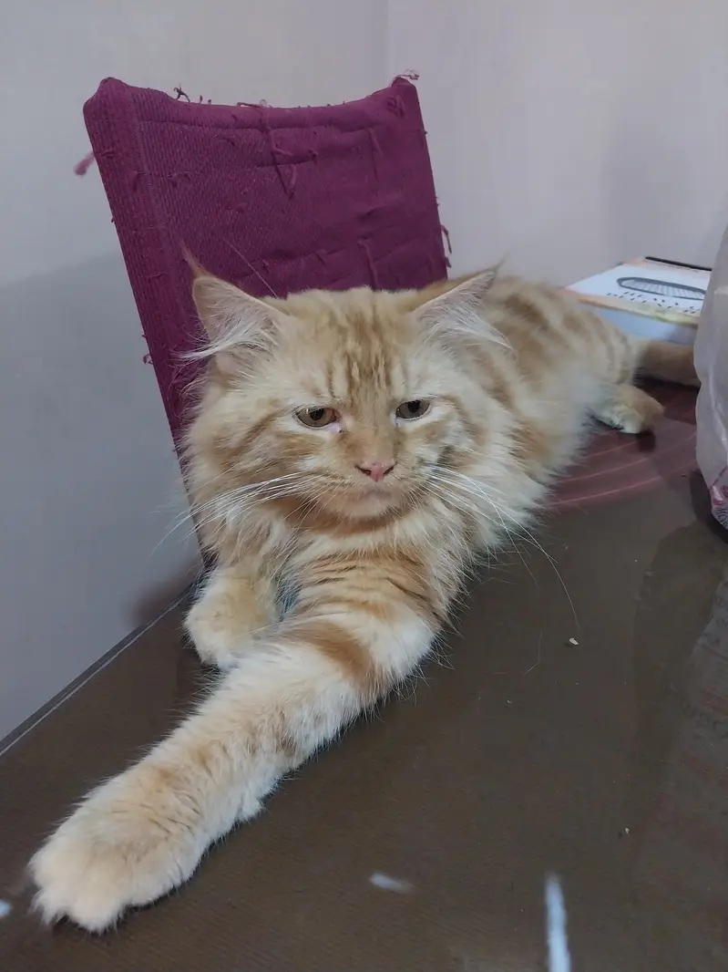 Sale persion cat 0333 2669310 — photo 2