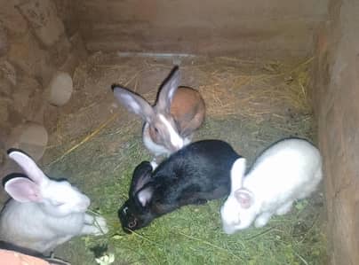 3female 1male