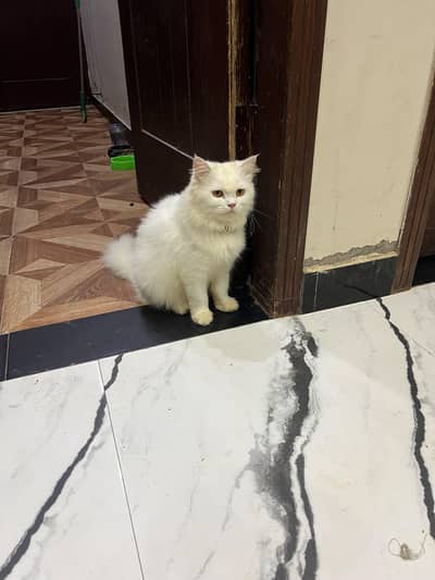 White female Persian cat / pregnant