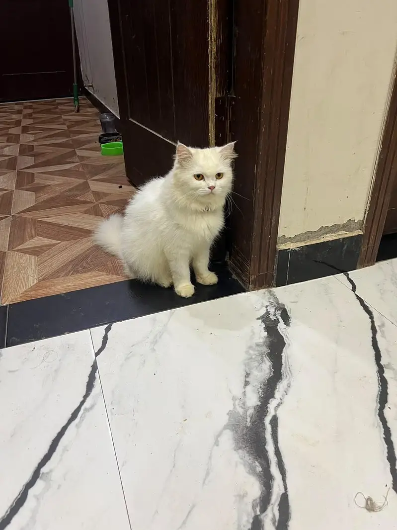 White female Persian cat / pregnant — photo 2