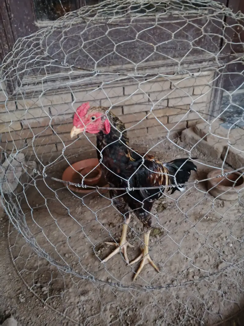 Aseel jawa patha for sale or Balack both are for slae each 5000 — photo 2