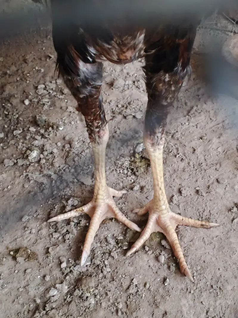 Aseel jawa patha for sale or Balack both are for slae each 5000 — photo 3