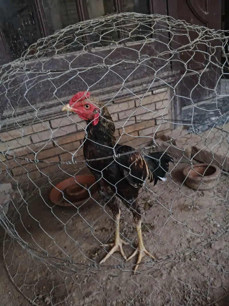 Aseel jawa patha for sale or Balack both are for slae each 5000 — photo 5