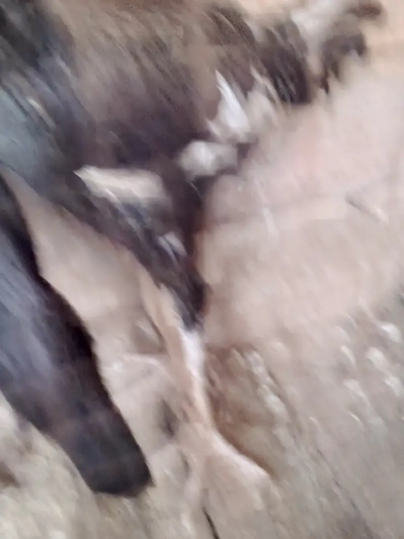 Aseel jawa patha for sale or Balack both are for slae each 5000 — photo 7