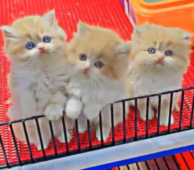 Persian cat for 2 month age