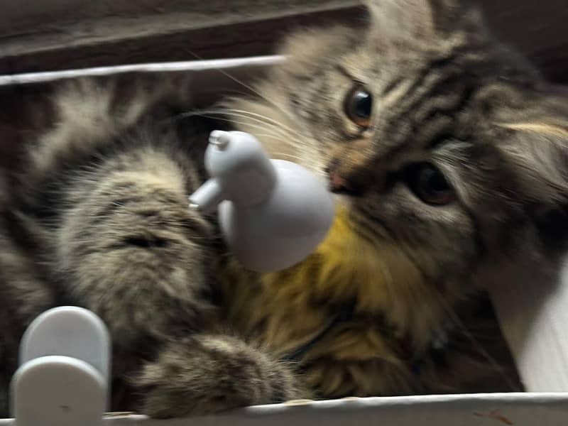 Persian cat 0