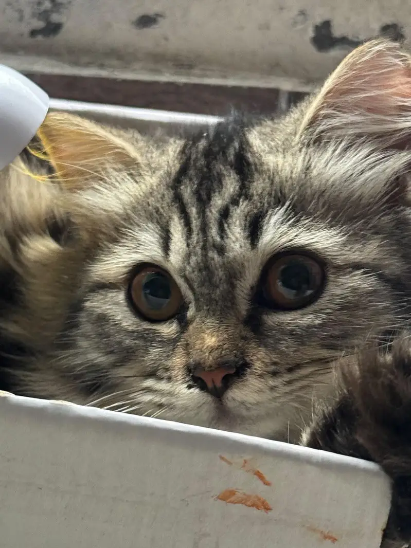 Persian cat — photo 2