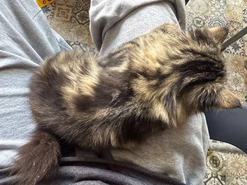 Persian cat 3