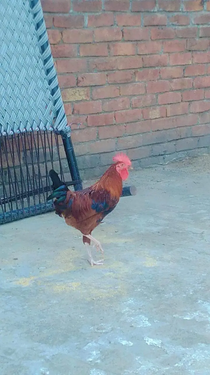 2 male desi cock for sale — photo 2