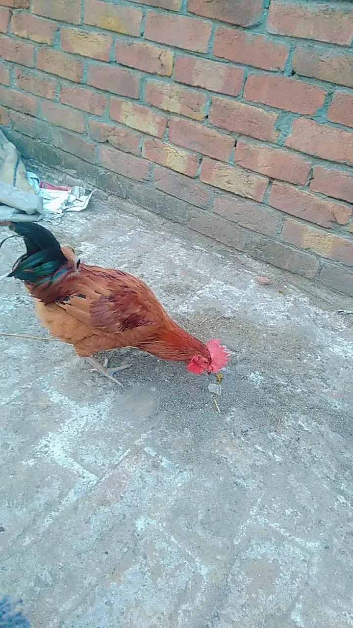 2 male desi cock for sale — photo 3