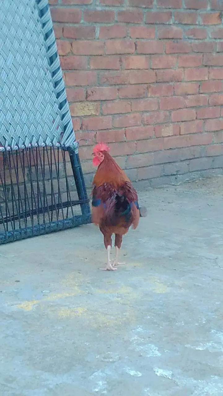 2 male desi cock for sale — photo 4
