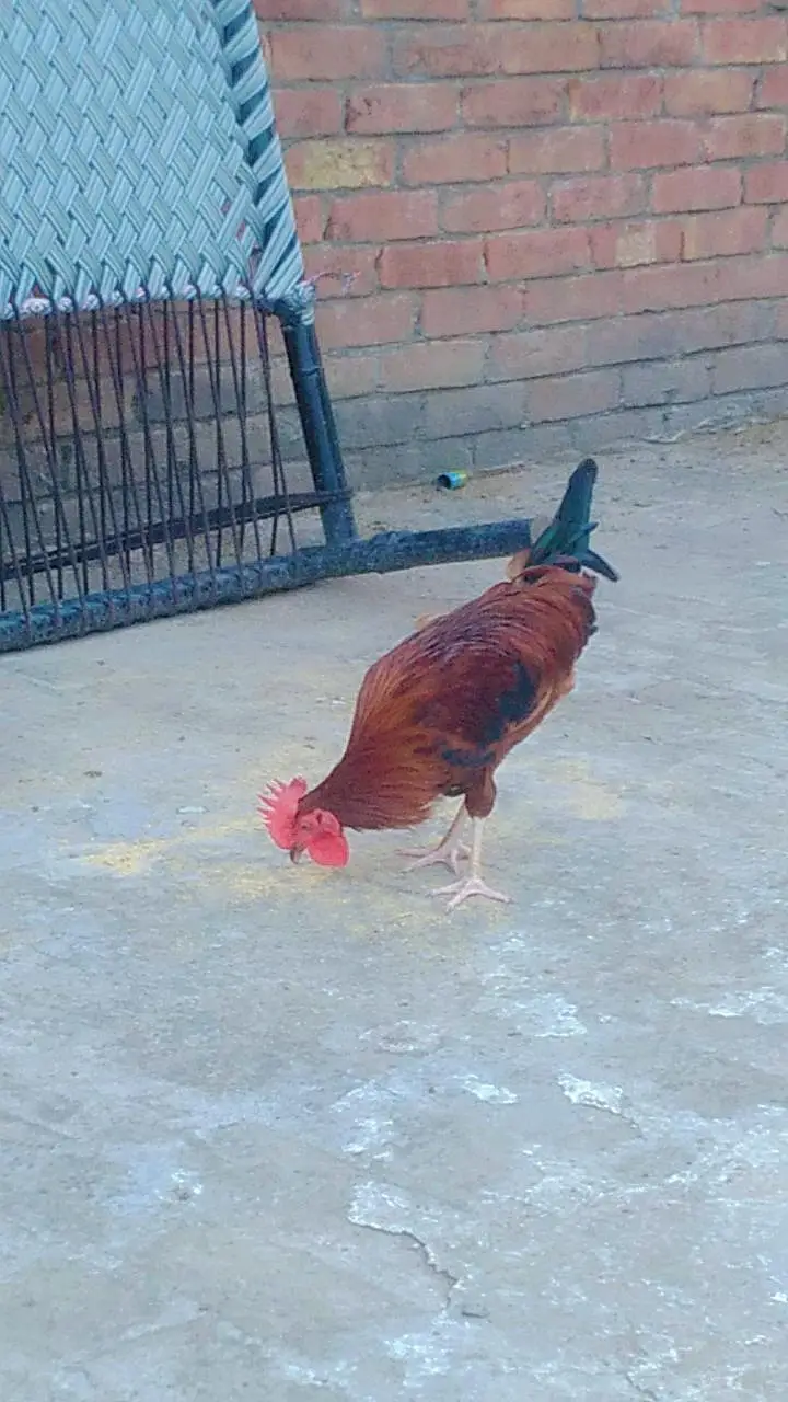 2 male desi cock for sale — photo 5