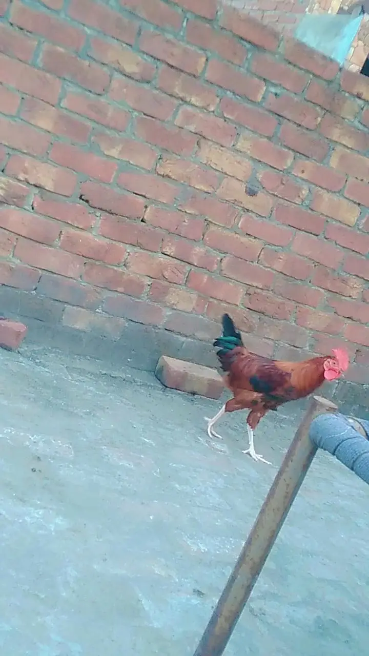 2 male desi cock for sale — photo 6