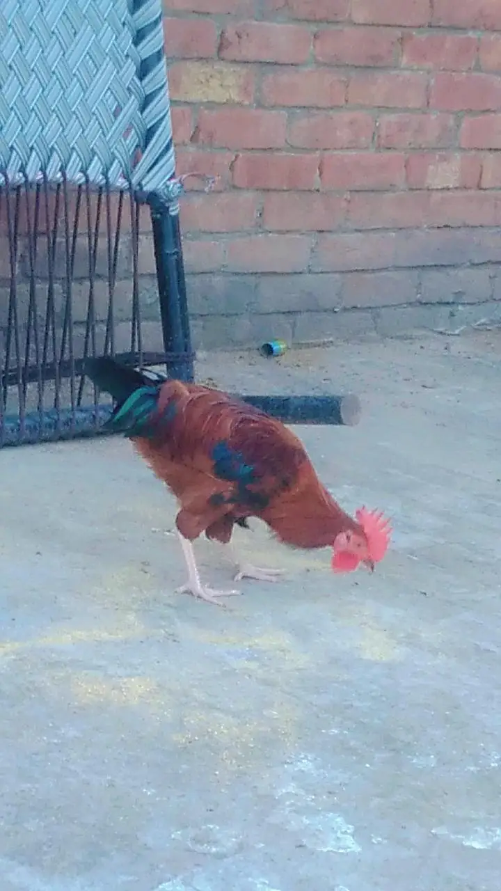 2 male desi cock for sale — photo 7