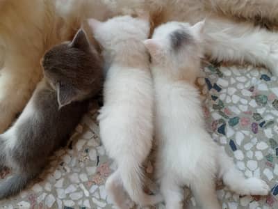 Beautiful Healthy Persian Kittens