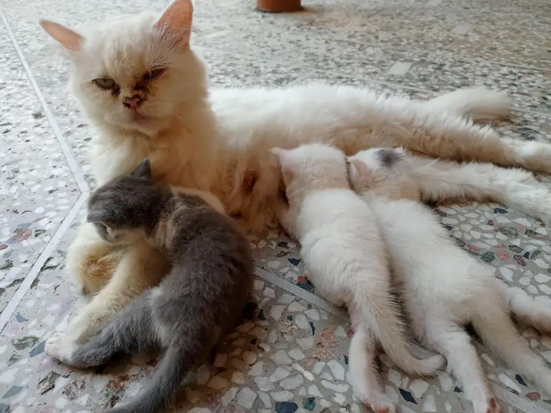 Beautiful Healthy Persian Kittens — photo 2