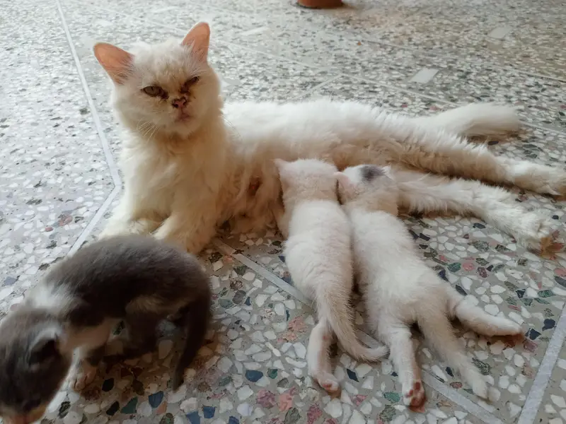Beautiful Healthy Persian Kittens — photo 3