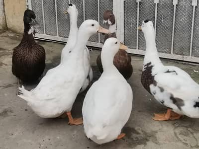 Duck Pair