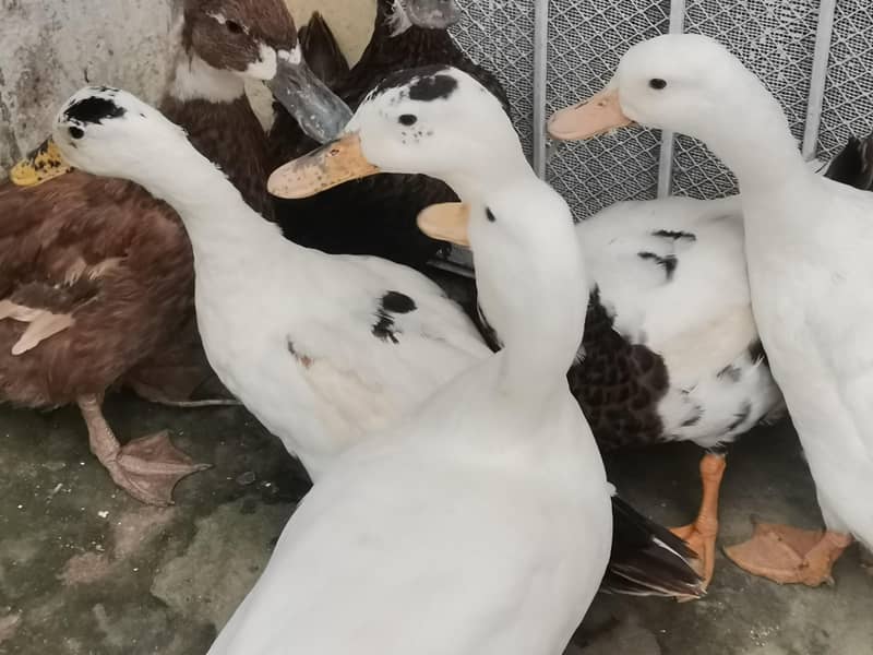 Duck Pair 1