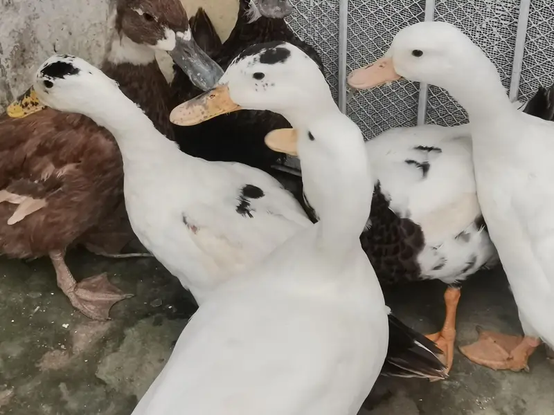 Duck Pair — photo 2