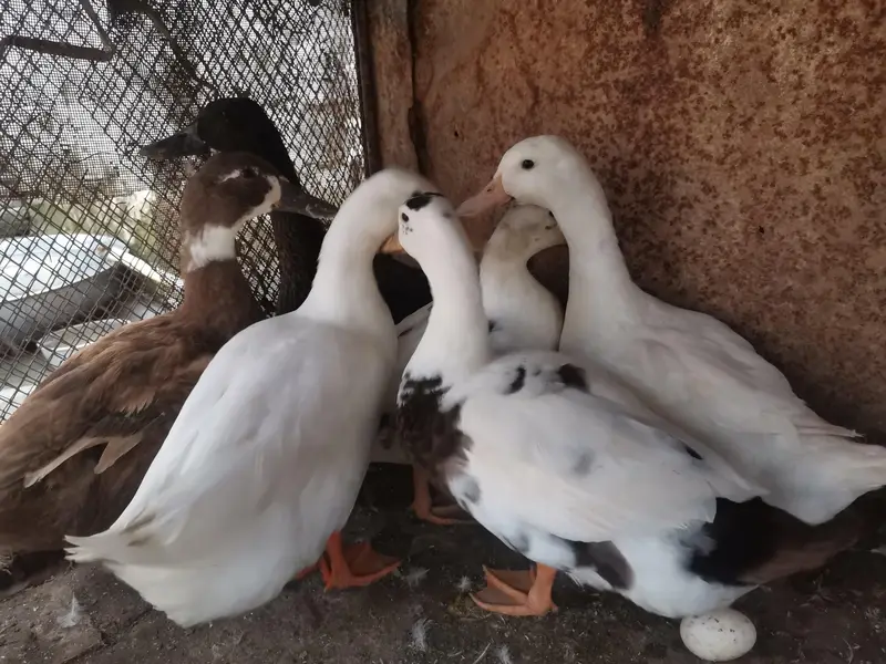 Duck Pair — photo 3