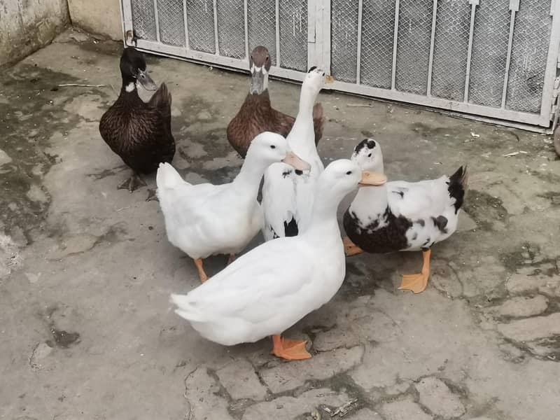 Duck Pair 3