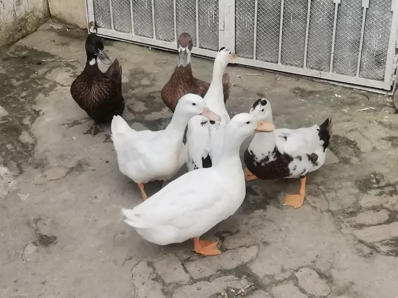 Duck Pair — photo 4