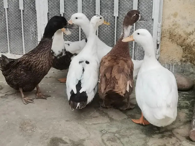 Duck Pair — photo 5