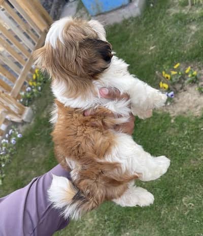 Super Quality Pure Shihtzu (Shih-Tzu) Cute Male Puppy