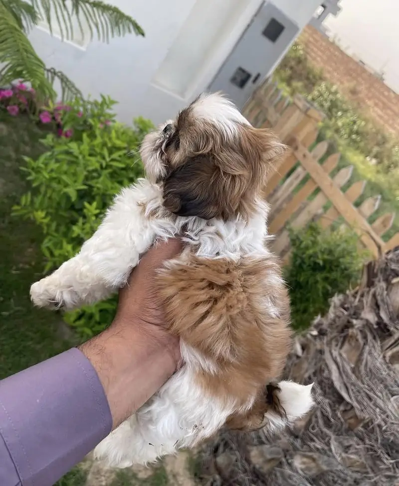 Super Quality Pure Shihtzu (Shih-Tzu) Cute Male Puppy — photo 2