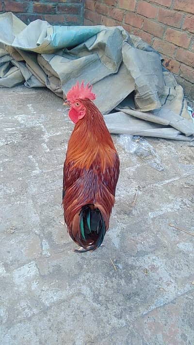 2 male desi cock for sale